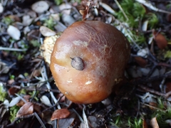 Cortinarius epiphaeus