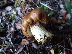 Cortinarius epiphaeus
