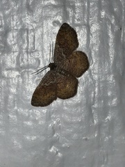 Leptostales rubromarginaria