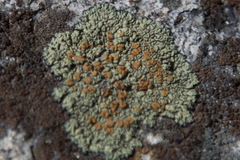 Lecanora sierrae