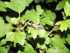 Melanoplus viridipes