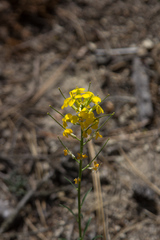 Erysimum perenne