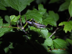 Melanoplus viridipes