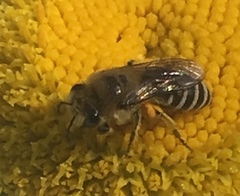Colletes