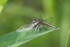 Pachydiplax longipennis