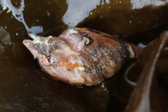 Rhamphocottus richardsonii