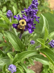 Bombus nevadensis