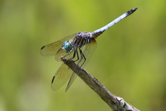 Pachydiplax longipennis