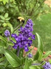 Bombus nevadensis