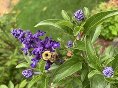 Bombus nevadensis