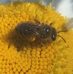Colletes