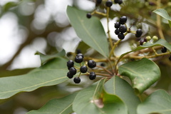 Daphniphyllum calycinum