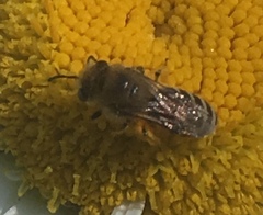 Colletes