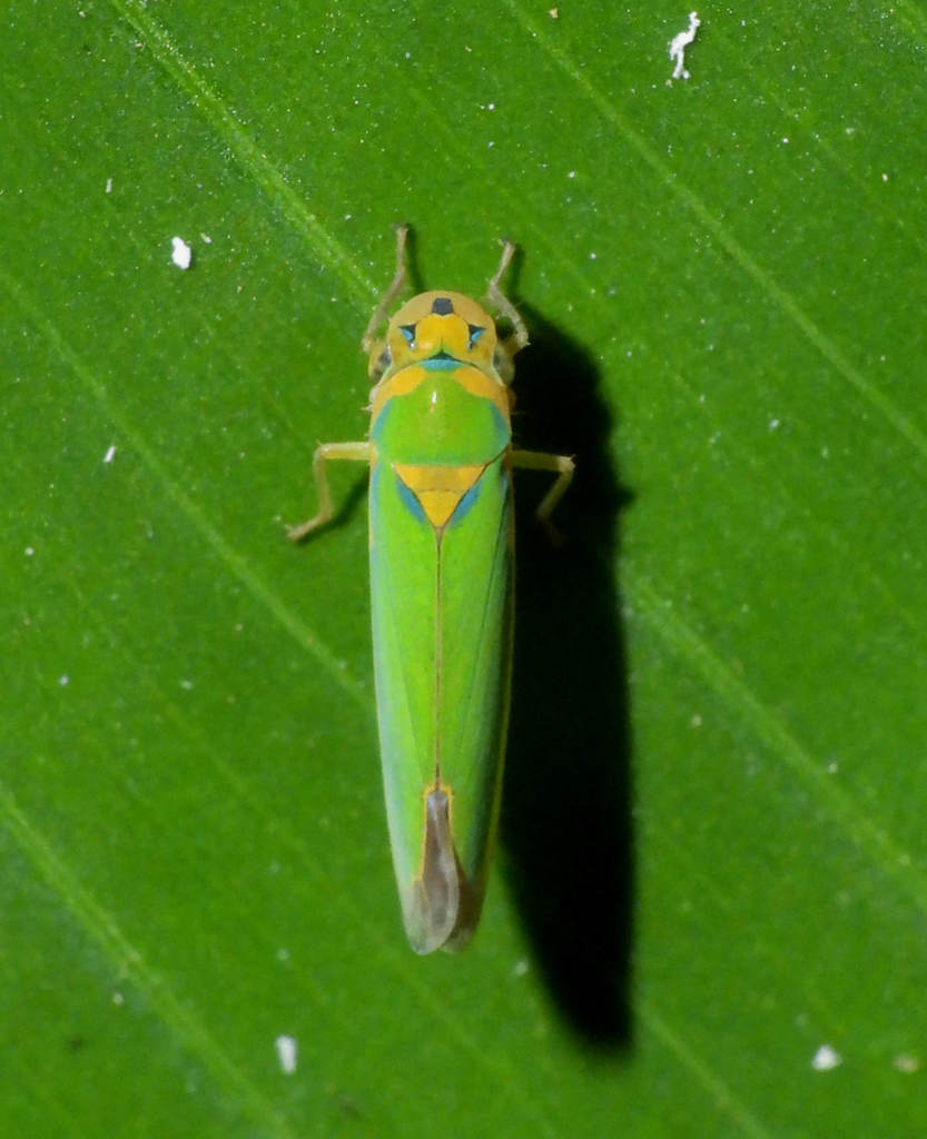 Catagonalia conjunctula