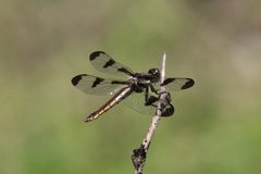 Libellula pulchella