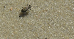 Cicindela