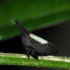 Enchenopa albidorsa