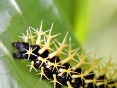 Colobura dirce dirce