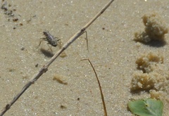 Cicindela
