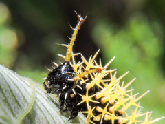 Colobura dirce dirce