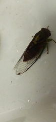 Vagitanus terminalis