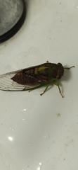 Vagitanus terminalis