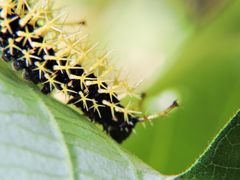 Colobura dirce dirce