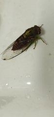 Vagitanus terminalis