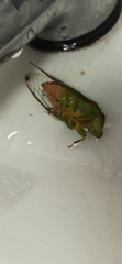 Vagitanus terminalis