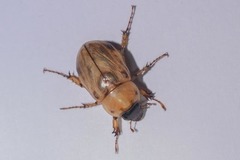 Cyclocephala signaticollis