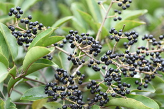 Daphniphyllum calycinum