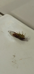 Vagitanus terminalis