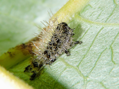 Colobura dirce dirce