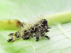 Colobura dirce dirce