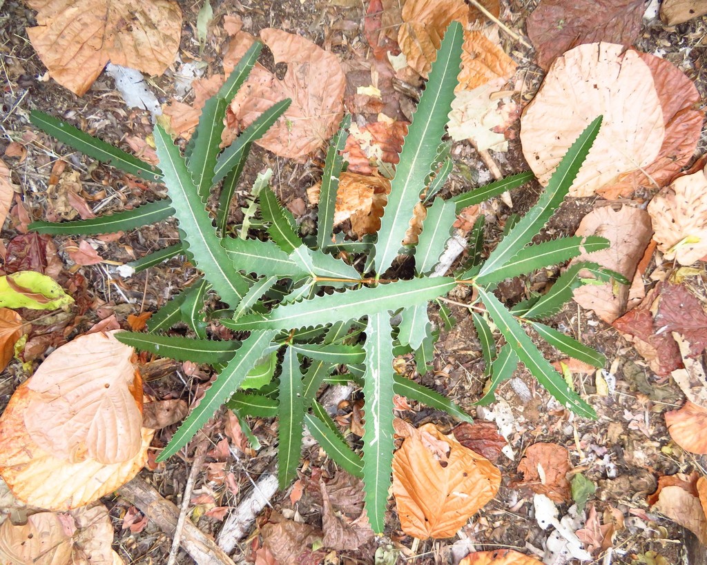 Brexiella