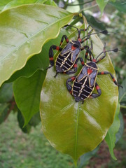 Pachylis acutangulus