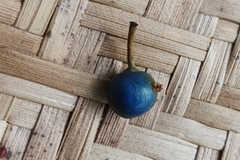 Elaeocarpus angustifolius