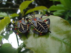 Pachylis acutangulus