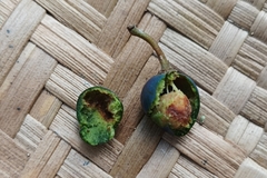 Elaeocarpus angustifolius