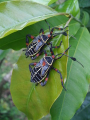 Pachylis acutangulus