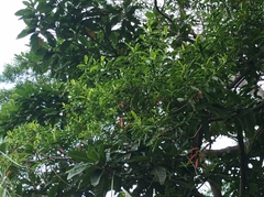 Elaeocarpus angustifolius