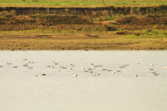 Callonetta leucophrys