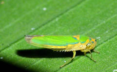 Catagonalia conjunctula