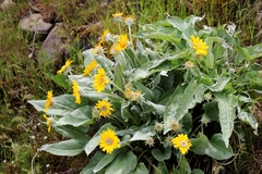 Balsamorhiza sagittata