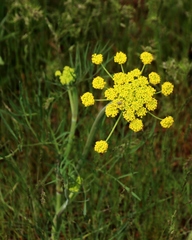 Lomatium triternatum