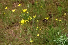 Lomatium triternatum