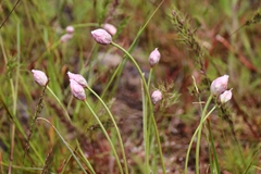 Allium geyeri