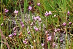 Allium geyeri