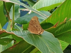 Melanitis leda solandra