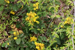 Berberis aquifolium